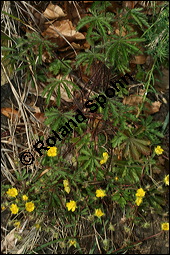 Siebenblättriges Fingerkraut, Rötliches Fingerkraut, Potentilla heptaphylla, Rosaceae, Potentilla heptaphylla, Potentilla rubens, Siebenblättriges Fingerkraut, Rötliches Fingerkraut, Blühend Kauf von 00595potentilla_heptaphyllaimg_6661.jpg