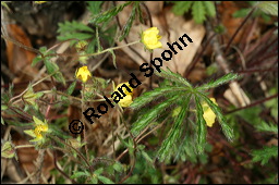Siebenblättriges Fingerkraut, Rötliches Fingerkraut, Potentilla heptaphylla, Rosaceae, Potentilla heptaphylla, Potentilla rubens, Siebenblättriges Fingerkraut, Rötliches Fingerkraut, Blühend Kauf von 00595potentilla_heptaphyllaimg_6662.jpg
