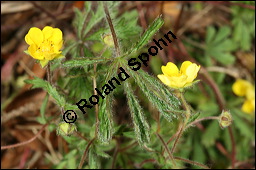 Siebenblättriges Fingerkraut, Rötliches Fingerkraut, Potentilla heptaphylla, Rosaceae, Potentilla heptaphylla, Potentilla rubens, Siebenblättriges Fingerkraut, Rötliches Fingerkraut, Blühend Kauf von 00595potentilla_heptaphyllaimg_6663.jpg