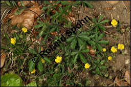 Siebenblättriges Fingerkraut, Rötliches Fingerkraut, Potentilla heptaphylla, Rosaceae, Potentilla heptaphylla, Potentilla rubens, Siebenblättriges Fingerkraut, Rötliches Fingerkraut, Blühend Kauf von 00595potentilla_heptaphyllaimg_6665.jpg