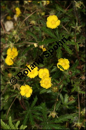 Siebenblättriges Fingerkraut, Rötliches Fingerkraut, Potentilla heptaphylla, Rosaceae, Potentilla heptaphylla, Potentilla rubens, Siebenblättriges Fingerkraut, Rötliches Fingerkraut, Blühend Kauf von 00595potentilla_heptaphyllaimg_6852.jpg