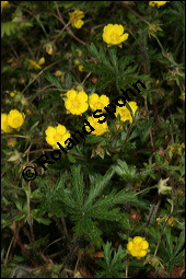 Siebenblättriges Fingerkraut, Rötliches Fingerkraut, Potentilla heptaphylla, Rosaceae, Potentilla heptaphylla, Potentilla rubens, Siebenblättriges Fingerkraut, Rötliches Fingerkraut, Blühend Kauf von 00595potentilla_heptaphyllaimg_6853.jpg