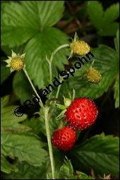 Wald-Erdbeere, Fragaria vesca, Rosaceae, Fragaria vesca, Wald-Erdbeere, fruchtend Kauf von 00598fragaria_vescaimg_8107.jpg