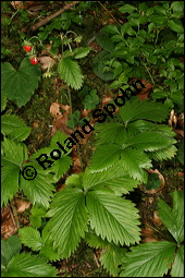 Wald-Erdbeere, Fragaria vesca, Rosaceae, Fragaria vesca, Wald-Erdbeere, fruchtend Kauf von 00598fragaria_vescaimg_9034.jpg