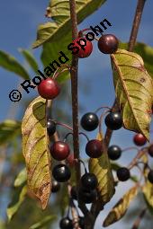 Faulbaum, Frangula alnus, Rhamnaceae, Frangula alnus, Rhamnus frangula, Faulbaum, Pulverholz, fruchtend Kauf von 00599_frangula_alnus_dsc_6657.jpg