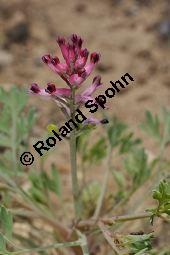 Gewöhnlicher Erdrauch, Fumaria officinalis, Fumariaceae, Fumaria officinalis, Gewöhnlicher Erdrauch, Blühend Kauf von 00602_fumaria_officinalis_dsc_3696.jpg