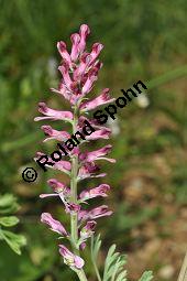 Gewöhnlicher Erdrauch, Fumaria officinalis, Fumariaceae, Fumaria officinalis, Gewöhnlicher Erdrauch, Blühend Kauf von 00602_fumaria_officinalis_dsc_3811.jpg