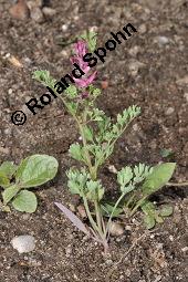 Gewöhnlicher Erdrauch, Fumaria officinalis, Fumariaceae, Fumaria officinalis, Gewöhnlicher Erdrauch, Blühend Kauf von 00602_fumaria_officinalis_dsc_4364.jpg