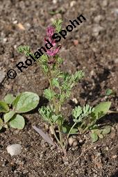 Gewöhnlicher Erdrauch, Fumaria officinalis, Fumariaceae, Fumaria officinalis, Gewöhnlicher Erdrauch, Blühend Kauf von 00602_fumaria_officinalis_dsc_4365.jpg
