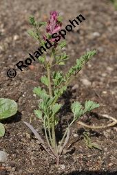 Gewöhnlicher Erdrauch, Fumaria officinalis, Fumariaceae, Fumaria officinalis, Gewöhnlicher Erdrauch, Blühend Kauf von 00602_fumaria_officinalis_dsc_4366.jpg