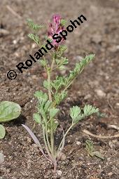 Gewöhnlicher Erdrauch, Fumaria officinalis, Fumariaceae, Fumaria officinalis, Gewöhnlicher Erdrauch, Blühend Kauf von 00602_fumaria_officinalis_dsc_4367.jpg