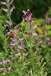 Gewöhnlicher Erdrauch, Fumaria officinalis, Fumariaceae, Fumaria officinalis, Gewöhnlicher Erdrauch, Blühend Kauf von 00602_fumaria_officinalis_dsc_4683.jpg