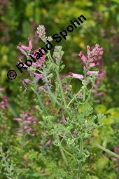 Gewöhnlicher Erdrauch, Fumaria officinalis, Fumariaceae, Fumaria officinalis, Gewöhnlicher Erdrauch, Blühend Kauf von 00602_fumaria_officinalis_dsc_4684.jpg