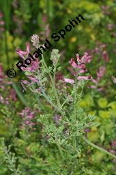 Gewöhnlicher Erdrauch, Fumaria officinalis, Fumariaceae, Fumaria officinalis, Gewöhnlicher Erdrauch, Blühend Kauf von 00602_fumaria_officinalis_dsc_4685.jpg