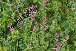 Gewöhnlicher Erdrauch, Fumaria officinalis, Fumariaceae, Fumaria officinalis, Gewöhnlicher Erdrauch, Blühend Kauf von 00602_fumaria_officinalis_dsc_4686.jpg