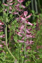 Gewöhnlicher Erdrauch, Fumaria officinalis, Fumariaceae, Fumaria officinalis, Gewöhnlicher Erdrauch, Blühend Kauf von 00602_fumaria_officinalis_dsc_4696.jpg