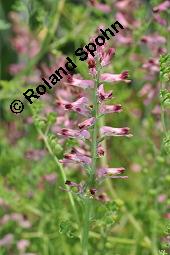 Gewöhnlicher Erdrauch, Fumaria officinalis, Fumariaceae, Fumaria officinalis, Gewöhnlicher Erdrauch, Blühend Kauf von 00602_fumaria_officinalis_dsc_4697.jpg