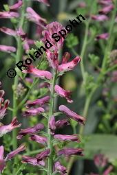 Gewöhnlicher Erdrauch, Fumaria officinalis, Fumariaceae, Fumaria officinalis, Gewöhnlicher Erdrauch, Blühend Kauf von 00602_fumaria_officinalis_dsc_4698.jpg