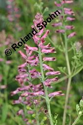 Gewöhnlicher Erdrauch, Fumaria officinalis, Fumariaceae, Fumaria officinalis, Gewöhnlicher Erdrauch, Blühend Kauf von 00602_fumaria_officinalis_dsc_4699.jpg