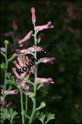 Gewöhnlicher Erdrauch, Fumaria officinalis, Fumariaceae, Fumaria officinalis, Gewöhnlicher Erdrauch, Blühend Kauf von 00602fumaria_officinalisimg_2337.jpg