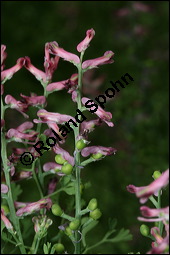 Gewöhnlicher Erdrauch, Fumaria officinalis, Fumariaceae, Fumaria officinalis, Gewöhnlicher Erdrauch, Blühend Kauf von 00602fumaria_officinalisimg_2339.jpg