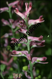 Gewöhnlicher Erdrauch, Fumaria officinalis, Fumariaceae, Fumaria officinalis, Gewöhnlicher Erdrauch, Blühend Kauf von 00602fumaria_officinalisimg_2342.jpg