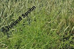 Klebriges Labkraut, Kletten-Labkraut, Galium aparine, Rubiaceae, Galium aparine, Kletten-Labkraut, Klebriges Labkraut, Blühend und fruchtend Kauf von 00605_galium_aparine_dsc_4895.jpg