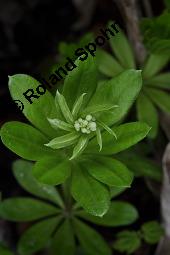 Waldmeister, Galium odoratum, Rubiaceae, Galium odoratum, Waldmeister, Pflanze mit Knospen Kauf von 00607_galium_odoratum_dsc_0216.jpg