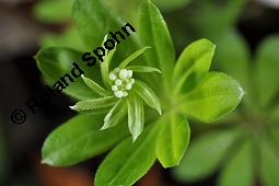 Waldmeister, Galium odoratum, Rubiaceae, Galium odoratum, Waldmeister, Pflanze mit Knospen Kauf von 00607_galium_odoratum_dsc_0217.jpg