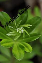 Waldmeister, Galium odoratum, Rubiaceae, Galium odoratum, Waldmeister, Pflanze mit Knospen Kauf von 00607_galium_odoratum_dsc_0218.jpg