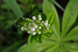 Waldmeister, Galium odoratum, Rubiaceae, Galium odoratum, Waldmeister, Pflanze mit Knospen Kauf von 00607_galium_odoratum_dsc_0219.jpg