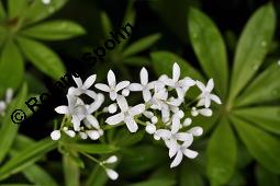 Waldmeister, Galium odoratum, Rubiaceae, Galium odoratum, Waldmeister, Pflanze mit Knospen Kauf von 00607_galium_odoratum_dsc_0456.jpg