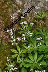Waldmeister, Galium odoratum, Rubiaceae, Galium odoratum, Waldmeister, Pflanze mit Knospen Kauf von 00607_galium_odoratum_dsc_0457.jpg