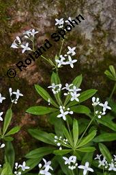Waldmeister, Galium odoratum, Rubiaceae, Galium odoratum, Waldmeister, Pflanze mit Knospen Kauf von 00607_galium_odoratum_dsc_0458.jpg