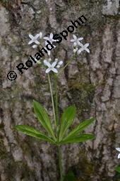Waldmeister, Galium odoratum, Rubiaceae, Galium odoratum, Waldmeister, Pflanze mit Knospen Kauf von 00607_galium_odoratum_dsc_0460.jpg