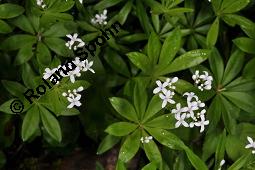 Waldmeister, Galium odoratum, Rubiaceae, Galium odoratum, Waldmeister, Pflanze mit Knospen Kauf von 00607_galium_odoratum_dsc_0461.jpg