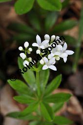 Waldmeister, Galium odoratum, Rubiaceae, Galium odoratum, Waldmeister, Pflanze mit Knospen Kauf von 00607_galium_odoratum_dsc_3557.jpg