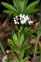 Waldmeister, Galium odoratum, Rubiaceae, Galium odoratum, Waldmeister, Pflanze mit Knospen Kauf von 00607_galium_odoratum_dsc_3558.jpg