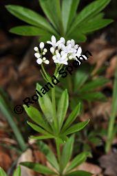 Waldmeister, Galium odoratum, Rubiaceae, Galium odoratum, Waldmeister, Pflanze mit Knospen Kauf von 00607_galium_odoratum_dsc_3560.jpg
