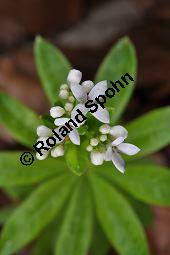 Waldmeister, Galium odoratum, Rubiaceae, Galium odoratum, Waldmeister, Pflanze mit Knospen Kauf von 00607_galium_odoratum_dsc_3564.jpg