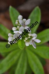 Waldmeister, Galium odoratum, Rubiaceae, Galium odoratum, Waldmeister, Pflanze mit Knospen Kauf von 00607_galium_odoratum_dsc_3565.jpg