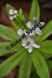 Waldmeister, Galium odoratum, Rubiaceae, Galium odoratum, Waldmeister, Pflanze mit Knospen Kauf von 00607_galium_odoratum_dsc_3566.jpg