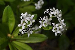 Waldmeister, Galium odoratum, Rubiaceae, Galium odoratum, Waldmeister, Pflanze mit Knospen Kauf von 00607_galium_odoratum_dsc_3761.jpg