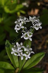 Waldmeister, Galium odoratum, Rubiaceae, Galium odoratum, Waldmeister, Pflanze mit Knospen Kauf von 00607_galium_odoratum_dsc_3762.jpg