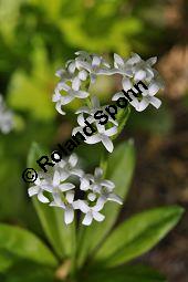 Waldmeister, Galium odoratum, Rubiaceae, Galium odoratum, Waldmeister, Pflanze mit Knospen Kauf von 00607_galium_odoratum_dsc_3763.jpg