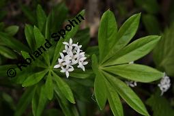 Waldmeister, Galium odoratum, Rubiaceae, Galium odoratum, Waldmeister, Pflanze mit Knospen Kauf von 00607_galium_odoratum_dsc_4001.jpg