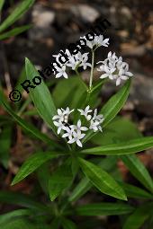 Waldmeister, Galium odoratum, Rubiaceae, Galium odoratum, Waldmeister, Pflanze mit Knospen Kauf von 00607_galium_odoratum_dsc_4002.jpg