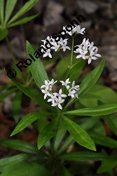 Waldmeister, Galium odoratum, Rubiaceae, Galium odoratum, Waldmeister, Pflanze mit Knospen Kauf von 00607_galium_odoratum_dsc_4003.jpg