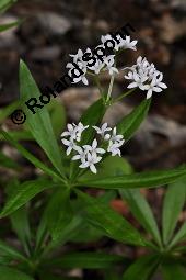 Waldmeister, Galium odoratum, Rubiaceae, Galium odoratum, Waldmeister, Pflanze mit Knospen Kauf von 00607_galium_odoratum_dsc_4004.jpg