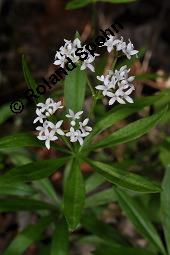 Waldmeister, Galium odoratum, Rubiaceae, Galium odoratum, Waldmeister, Pflanze mit Knospen Kauf von 00607_galium_odoratum_dsc_4005.jpg